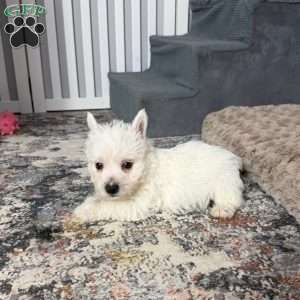 Jalon, West Highland Terrier Puppy